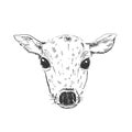 Animal head deer fawn sketch graphic. Cute monochrome color, isolated in white background