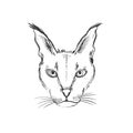 Animal head lynx sketch graphic. Cute monochrome color, isolated in white background.