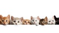 Animal_heads_cats_and_dogs_paws_6 Royalty Free Stock Photo
