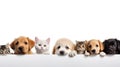 Animal_heads_cats_and_dogs_paws_1 Royalty Free Stock Photo