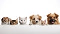 Animal_heads_cats_and_dogs_paws_5 Royalty Free Stock Photo