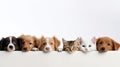 Animal_heads_cats_and_dogs_paws_4 Royalty Free Stock Photo