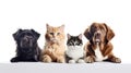 Animal_heads_cats_and_dogs_paws_7 Royalty Free Stock Photo