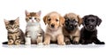 Animal_heads_cats_and_dogs_paws_8 Royalty Free Stock Photo