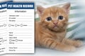 Animal health information card with little cat on background