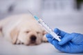 Animal healthcare professional hand holding syringe with vaccine for a small puppy dog in the background Royalty Free Stock Photo