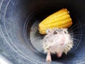 Animal hewan Hamster albino marmut Royalty Free Stock Photo