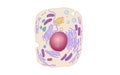 Animal human cell structure educational science. Microscope 3d eukaryotic nucleus organelle medicine technology analysis