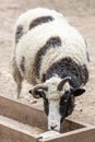 Cattle and small ruminants on the farm Royalty Free Stock Photo