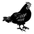 Black hen on a white background. Animal illustration Royalty Free Stock Photo