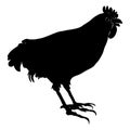 Black rooster on a white background. Animal illustration Royalty Free Stock Photo