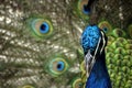 Animal - Indian Blue Peafowl (Pavo Cristatus) Royalty Free Stock Photo