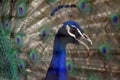 Animal - Indian Blue Peafowl (Pavo Cristatus) Royalty Free Stock Photo