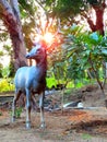 animal indian deer forest