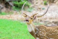 Animal, Indian Spotted Deer, Axis axis in the wild with copy space