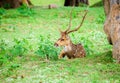 Animal, Indian Spotted Deer, Axis axis in the wild with copy space Royalty Free Stock Photo