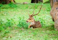 Animal, Indian Spotted Deer, Axis axis in the wild with copy space