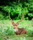 Animal, Indian Spotted Deer, Axis axis in the wild with copy space