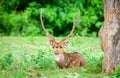 Animal, Indian Spotted Deer, Axis axis in the wild with copy space Royalty Free Stock Photo