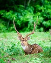 Animal, Indian Spotted Deer, Axis axis in the wild with copy space Royalty Free Stock Photo