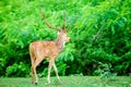 Animal, Indian Spotted Deer, Axis axis in the wild with copy space Royalty Free Stock Photo
