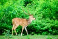 Animal, Indian Spotted Deer, Axis axis in the wild with copy space Royalty Free Stock Photo