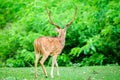 Animal, Indian Spotted Deer, Axis axis in the wild with copy space Royalty Free Stock Photo