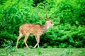 Animal, Indian Spotted Deer, Axis axis in the wild with copy space