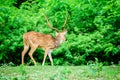 Animal, Indian Spotted Deer, Axis axis in the wild with copy space Royalty Free Stock Photo