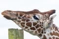 Animal itch. Giraffe scratching its chin. Close-up profile of head Royalty Free Stock Photo