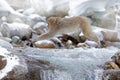Animal jump above the stream. Monkey Japanese macaque, Macaca fuscata, jumping across winter river, snow stone in background
