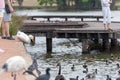 Animal Jumps into Water. Sydney Park. Ducks in background.