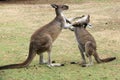 Animal - Kangaroo