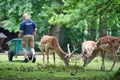 an animal keeper feeding the deer in the Zoo called Tierpark Hellabrunn in Munich, Germany