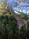 Animal kingdom jiraffe