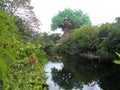 Animal Kingdom - Walt Disney World Parks and resosrts - Lake Royalty Free Stock Photo