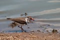 Threebanded plover national park kruger south africa