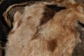 Animal leather drying at the sun in a Medieval camp, Santa Maria da Feira.