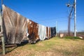 Animal Leather Skin Hides Hanging Outdoors