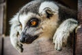 Lemurchik soft and fluffy animal Royalty Free Stock Photo