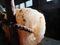 Animal lick salt in a stable, himalayan salt