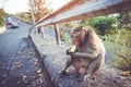 Animal life. Long-tailed macaque Macaca fascicularis eating ba