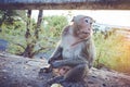 Animal life. Long-tailed macaque Macaca fascicularis eating ba