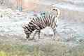 Homeless dog with a zebra pattern on skin standing on the ground floor in outdoor place Royalty Free Stock Photo