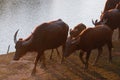 In selection focus a group of Thai buffalo walking around riverside with water and  river view Royalty Free Stock Photo