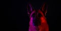 Animal life pets love concept. Creative studio portrait of dog. German Shepherd on black background with neon gradient Royalty Free Stock Photo
