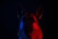 Animal life pets love concept. German Shepherd on black background with neon gradient bluered backlight on face Royalty Free Stock Photo