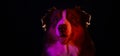 Animal life pets love concept. Web banner with copy space. Australian Shepherd on black background with neon gradient Royalty Free Stock Photo