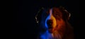 Animal life pets love concept. Web banner with copy space. Australian Shepherd dog on black background with neon Royalty Free Stock Photo