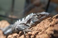 Animal lizard reptile background wild nature wildlife green predator, from cute tropical in reptilian and closeup